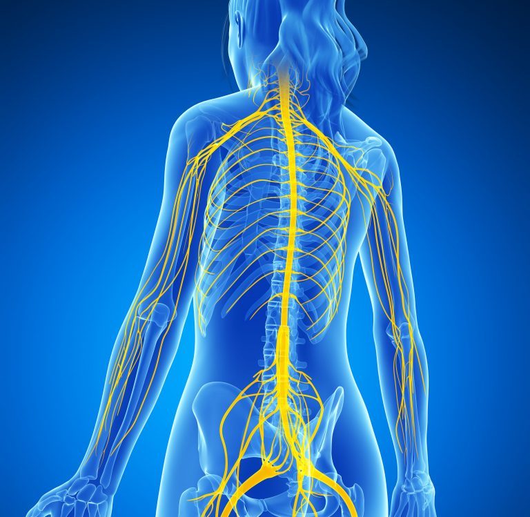 Nerve Flow Archives - Active Family Chiropractic